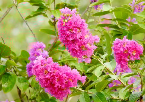 pink flowering plant close-up