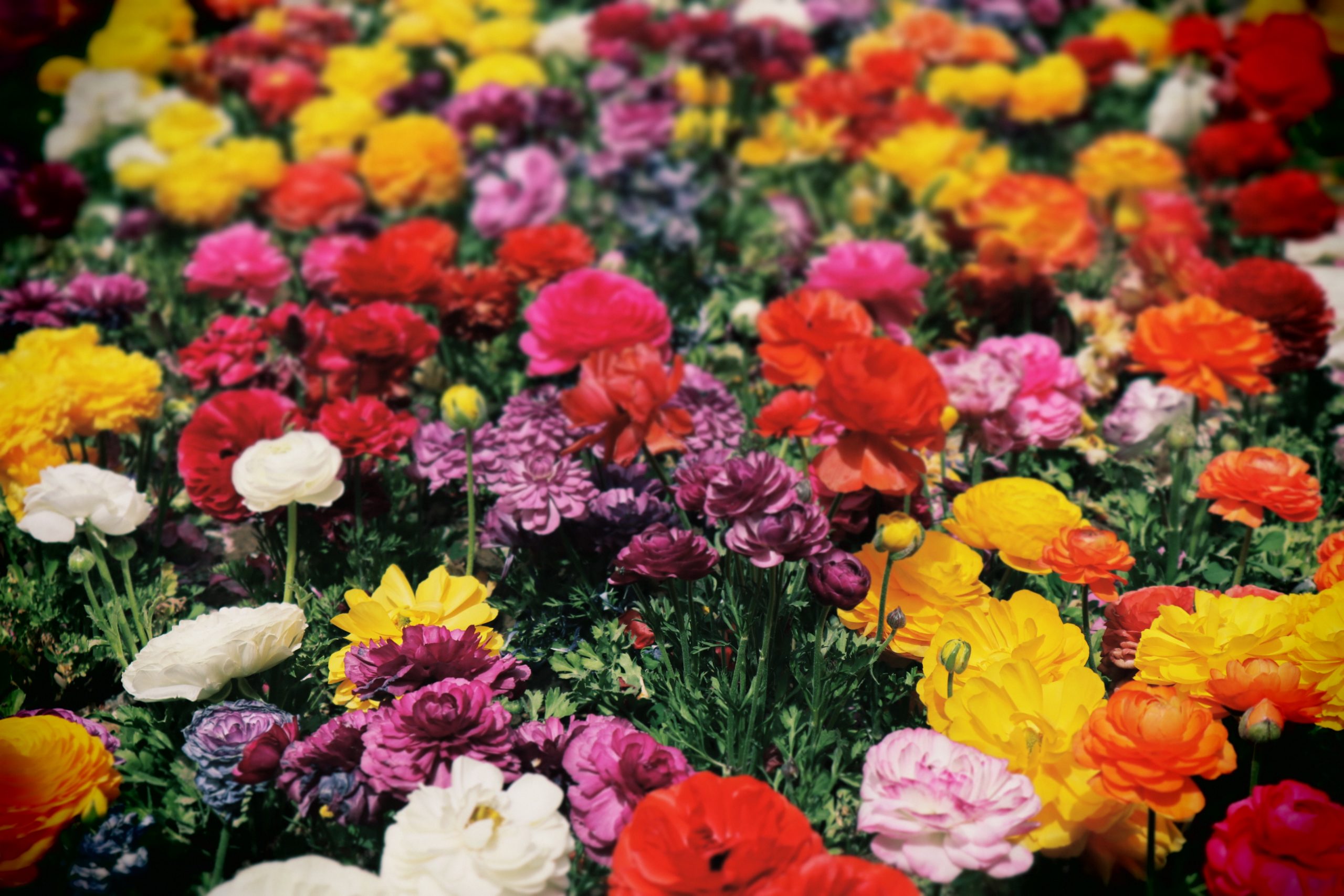 Colorful flowers can be a great way to add color in your tampa bay commercial landscape and a key part of the Tampa Bay trends. 