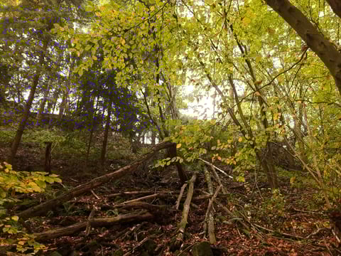 tree roots exposed
