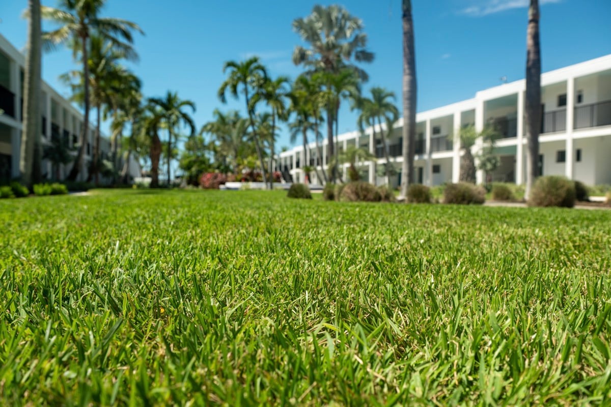grass after irrigation