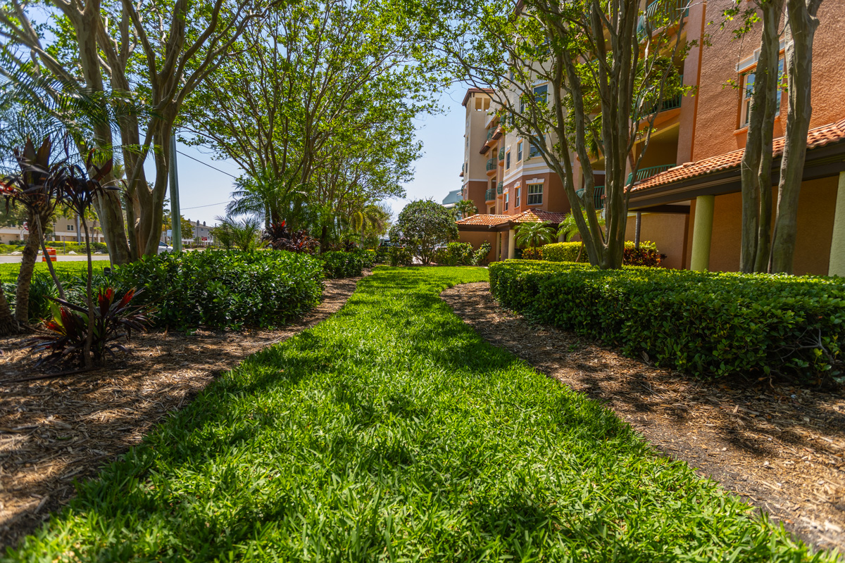 commercial maintenance nice grass palm trees flower bed sidewalk green hoa 2