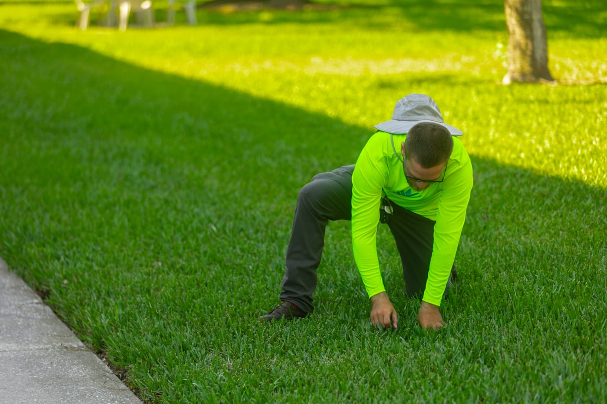 fresh sod being inspected