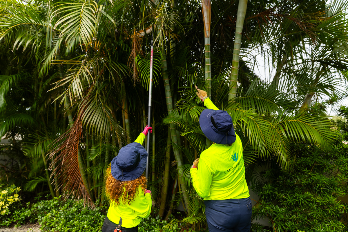 crew trimming palm tree training 2