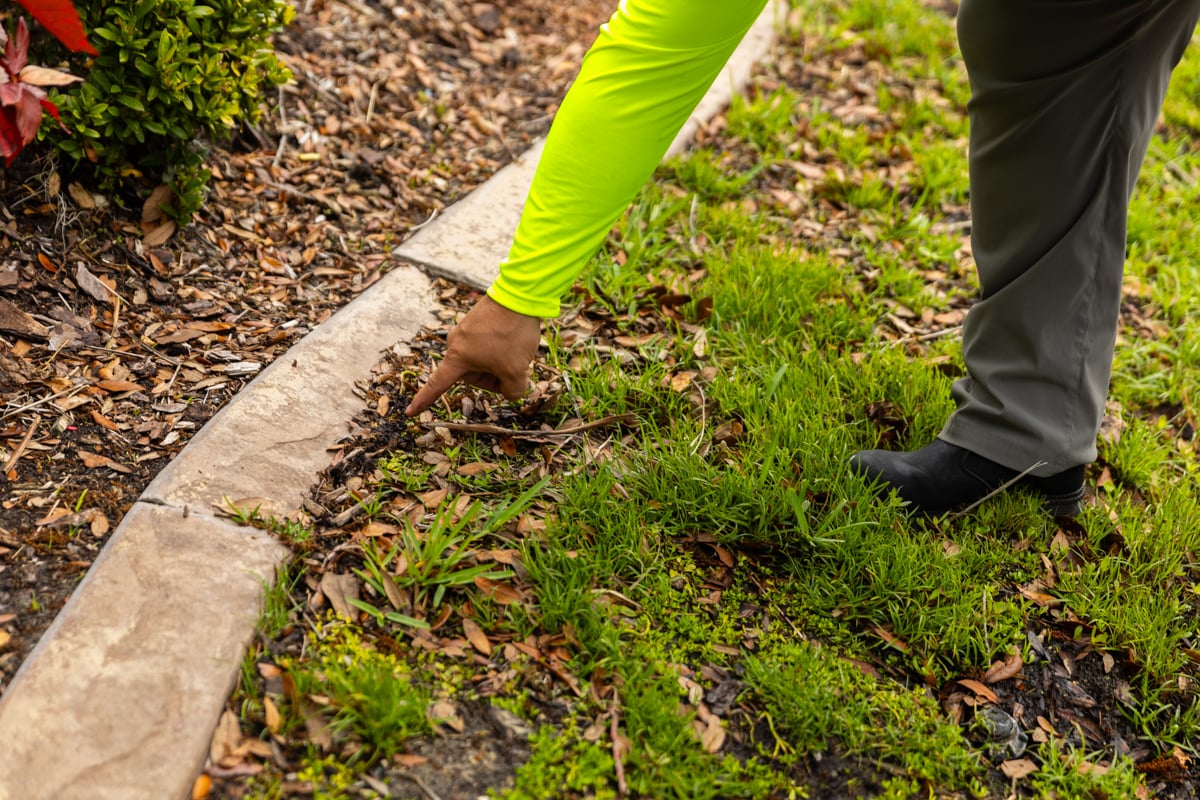 detail point edging mulch grass weed