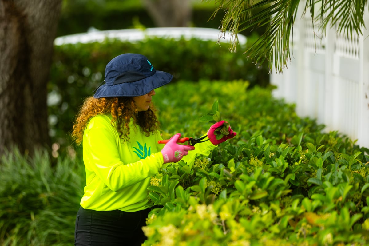 landscaping pruning shrub