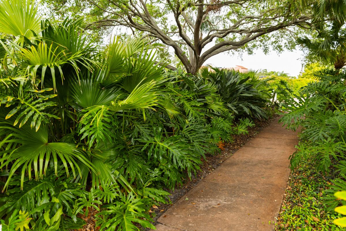 sidewalk path plants tree palms plants 2