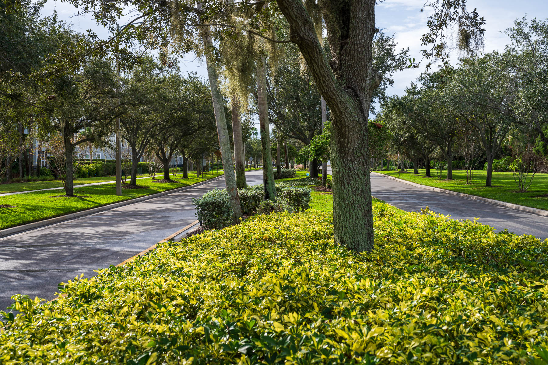 Landscape beds along HOA common area parkway