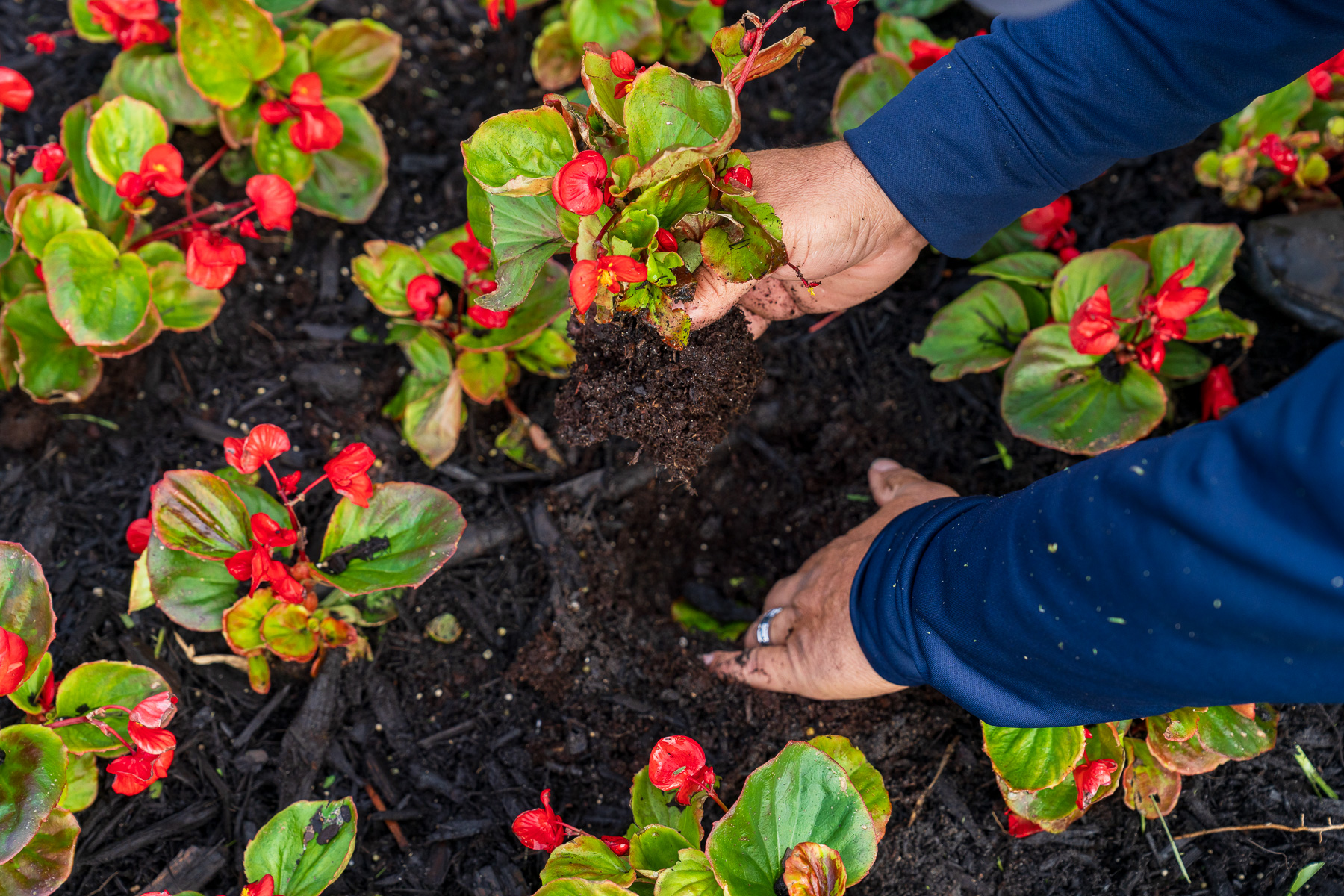 landscape crew close up of planting flowers 