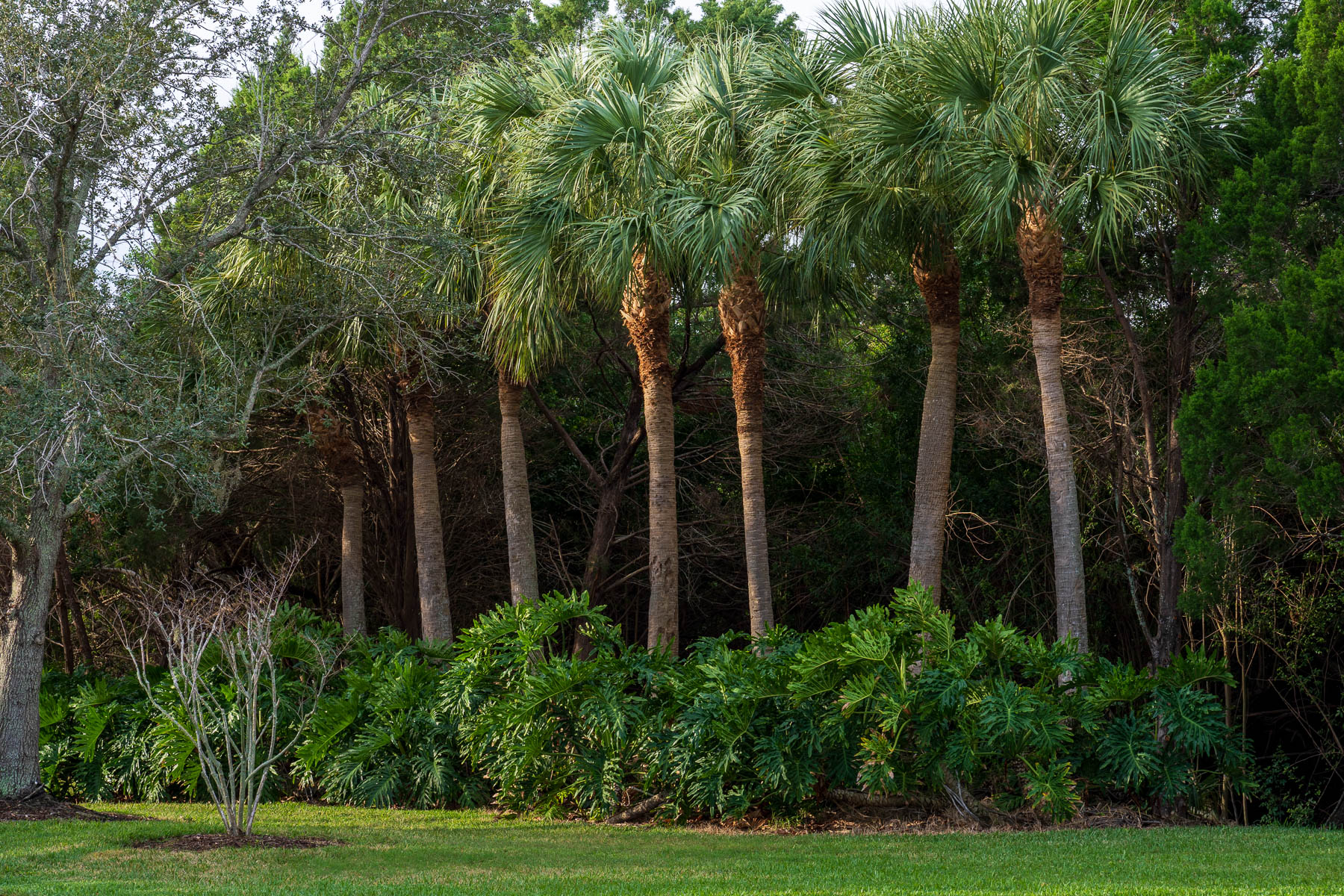 large palm trees lined up in a row