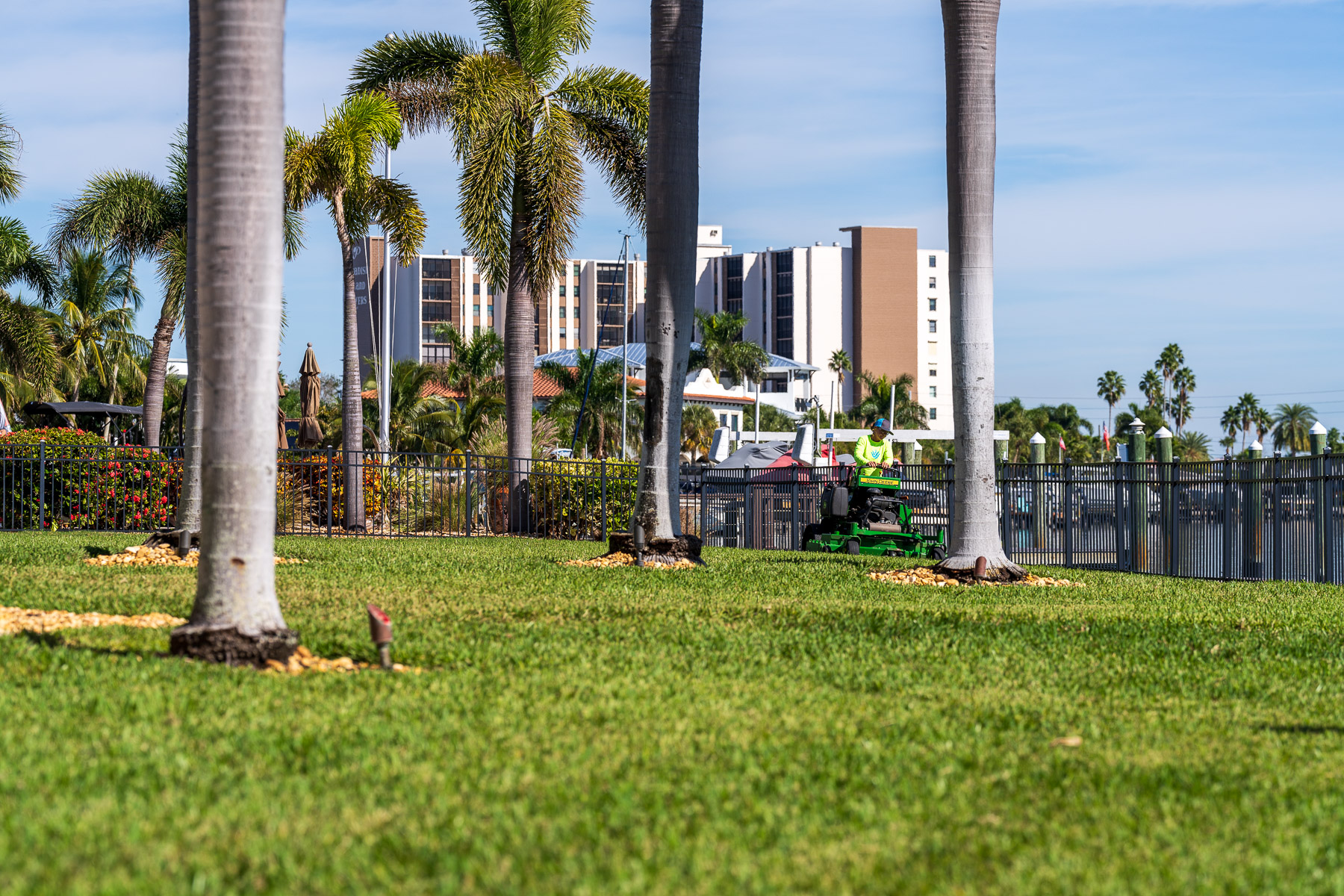 healthy grass around palm trees