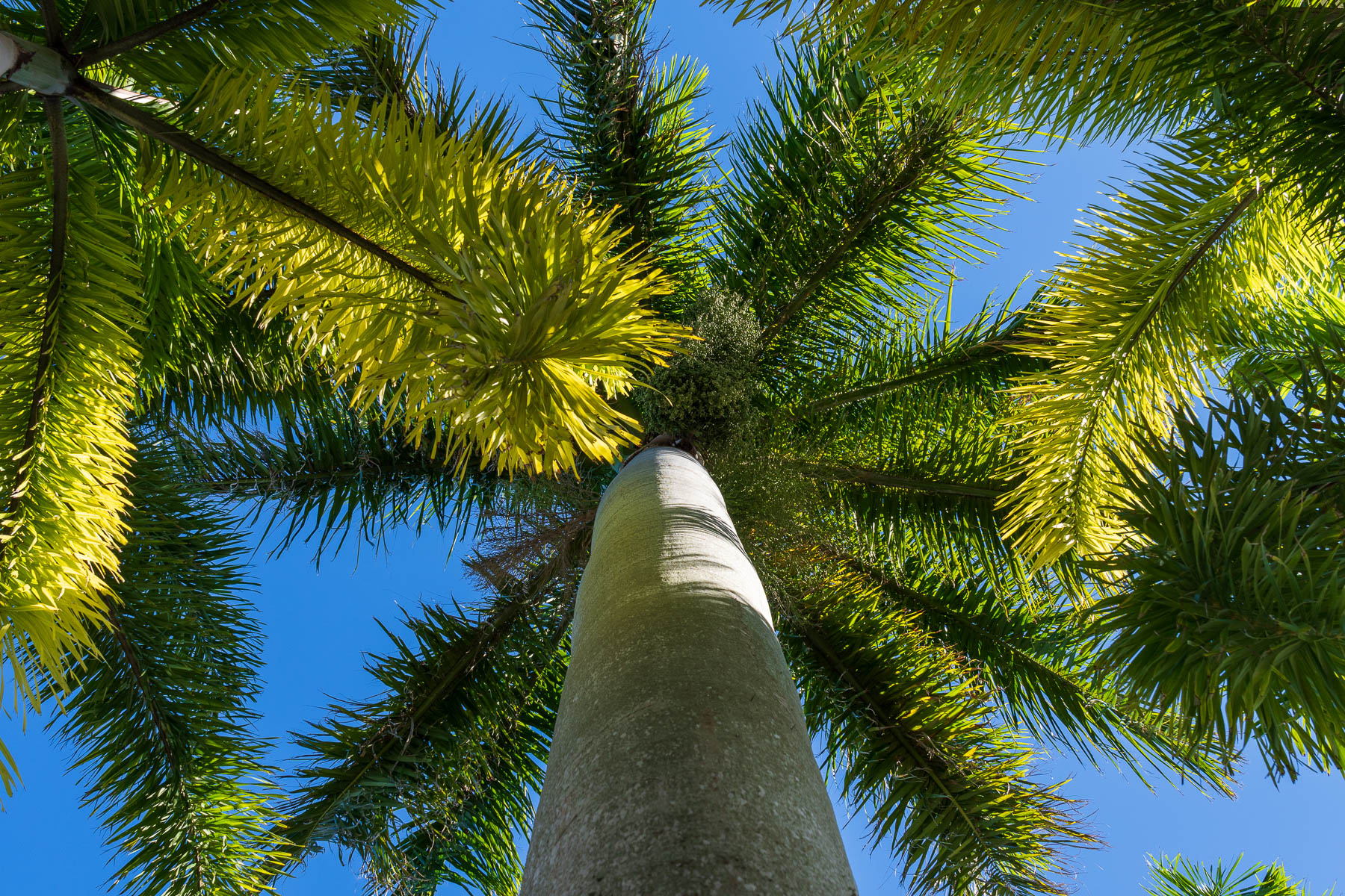 upward view of palm trees